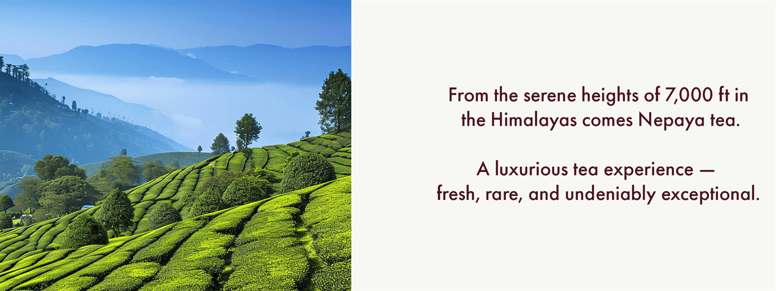 Himalayan tea